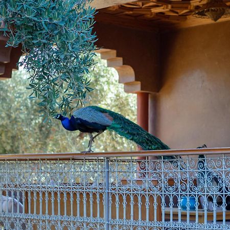 Ferme Sidi Safou & Spa Marrakesh Buitenkant foto
