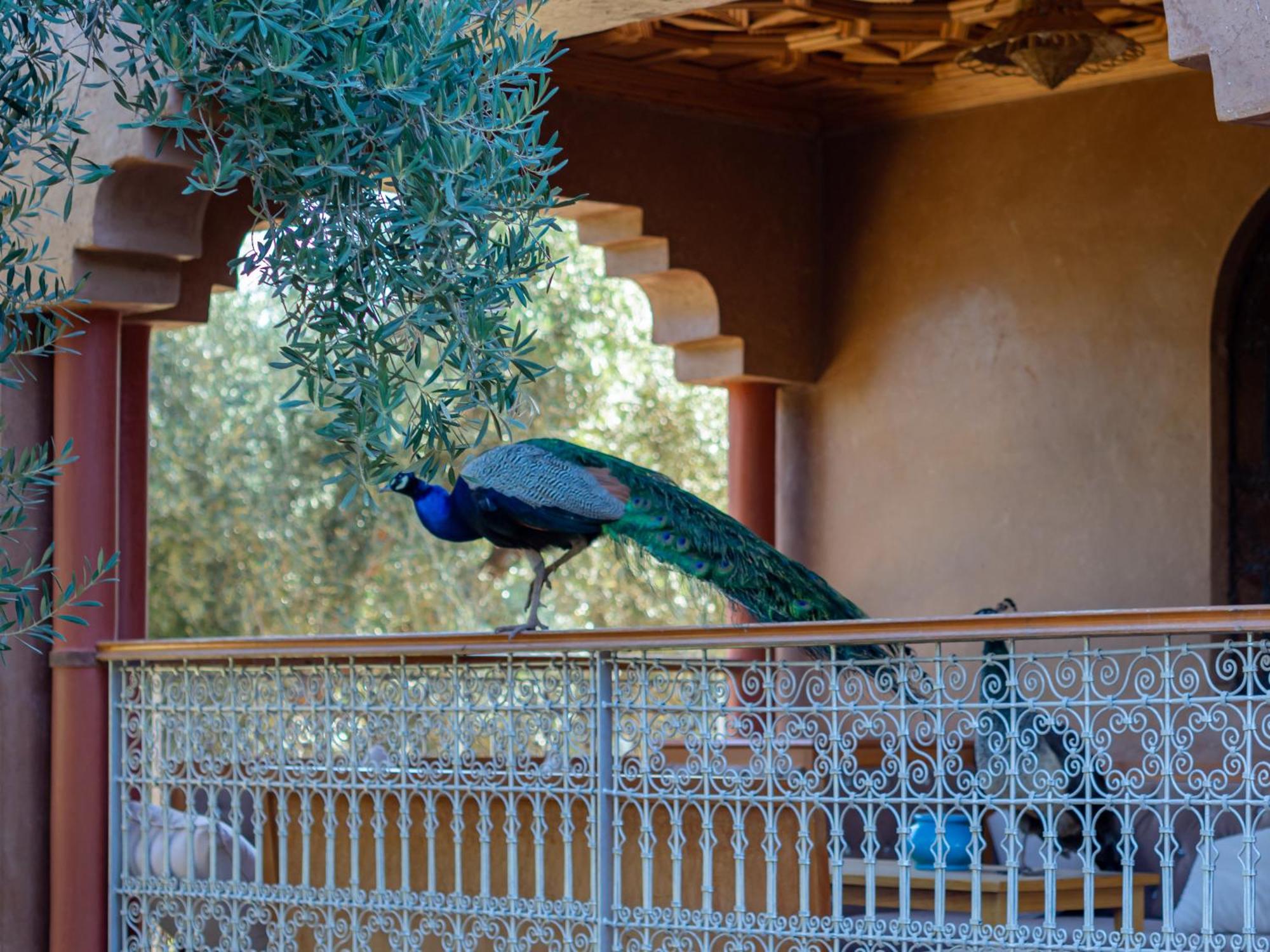 Ferme Sidi Safou & Spa Marrakesh Buitenkant foto