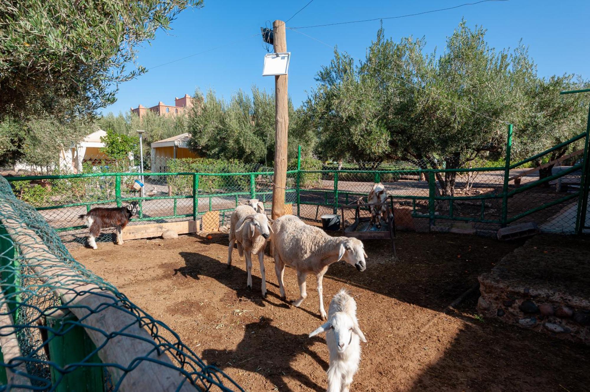 Ferme Sidi Safou & Spa Marrakesh Buitenkant foto