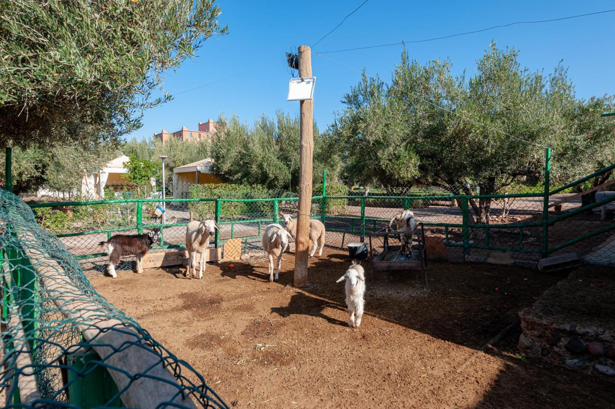 Ferme Sidi Safou & Spa Marrakesh Buitenkant foto