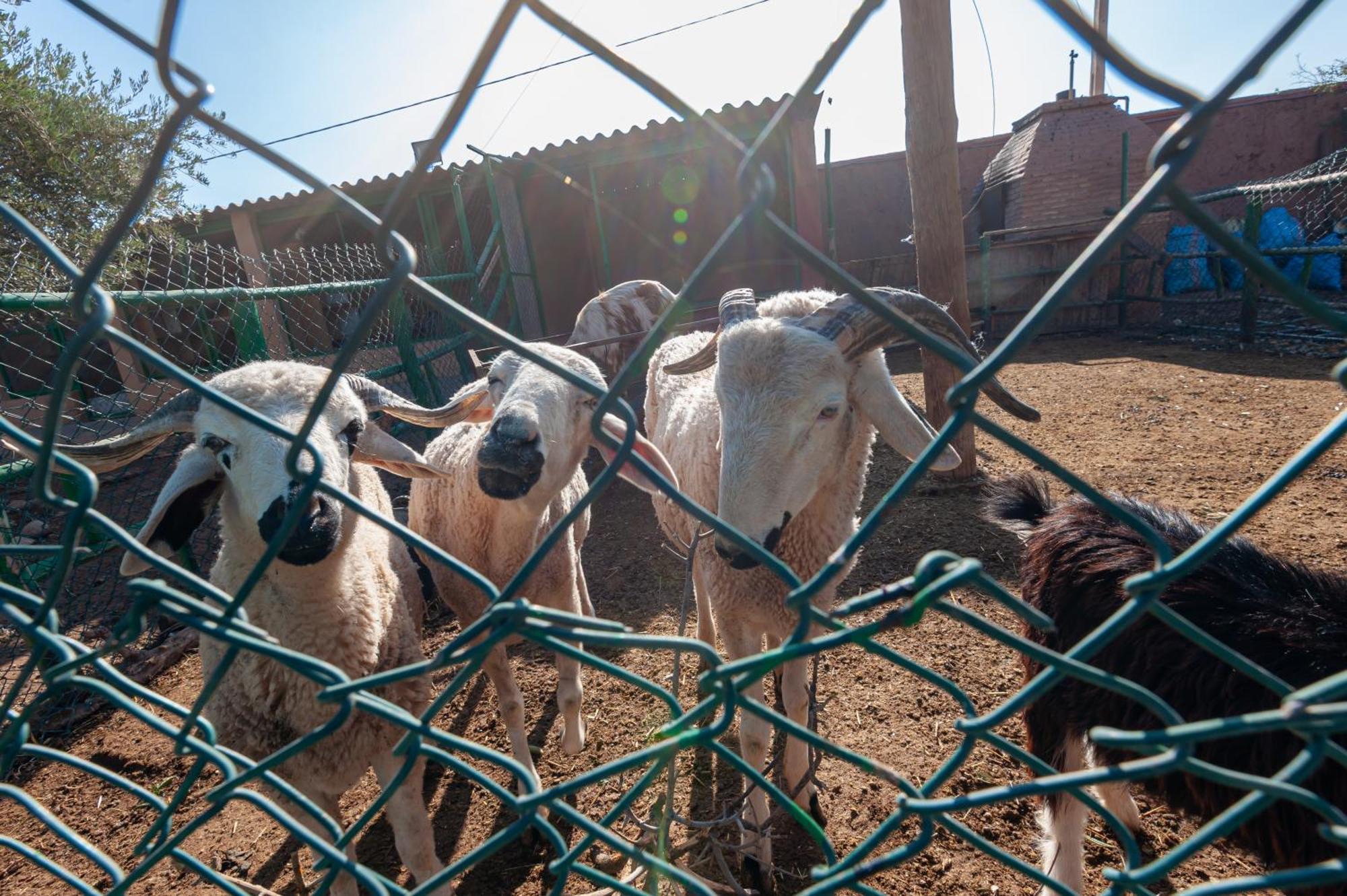 Ferme Sidi Safou & Spa Marrakesh Buitenkant foto