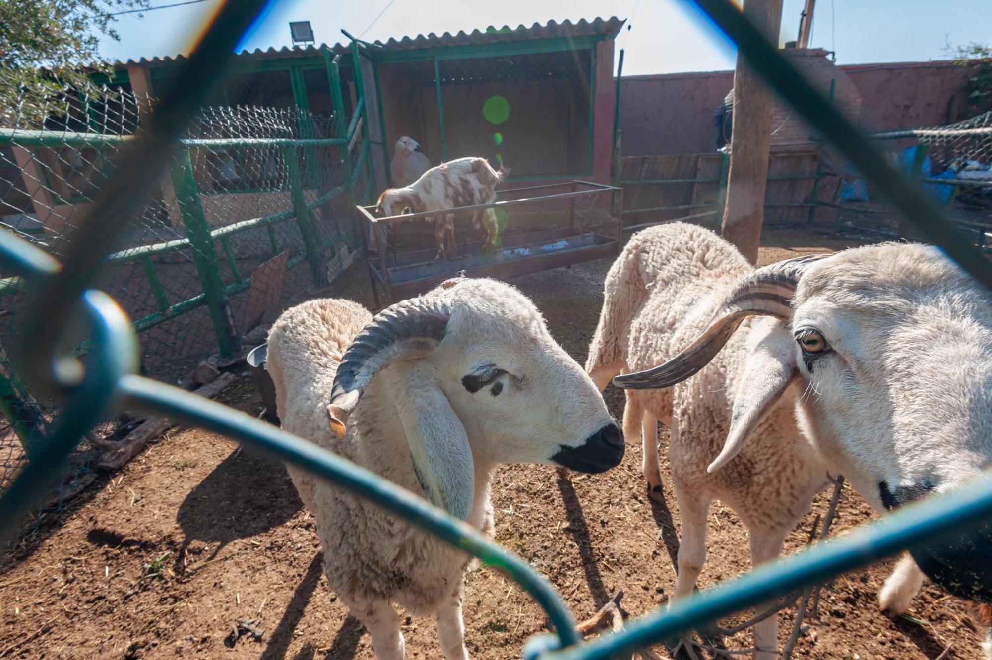 Ferme Sidi Safou & Spa Marrakesh Buitenkant foto