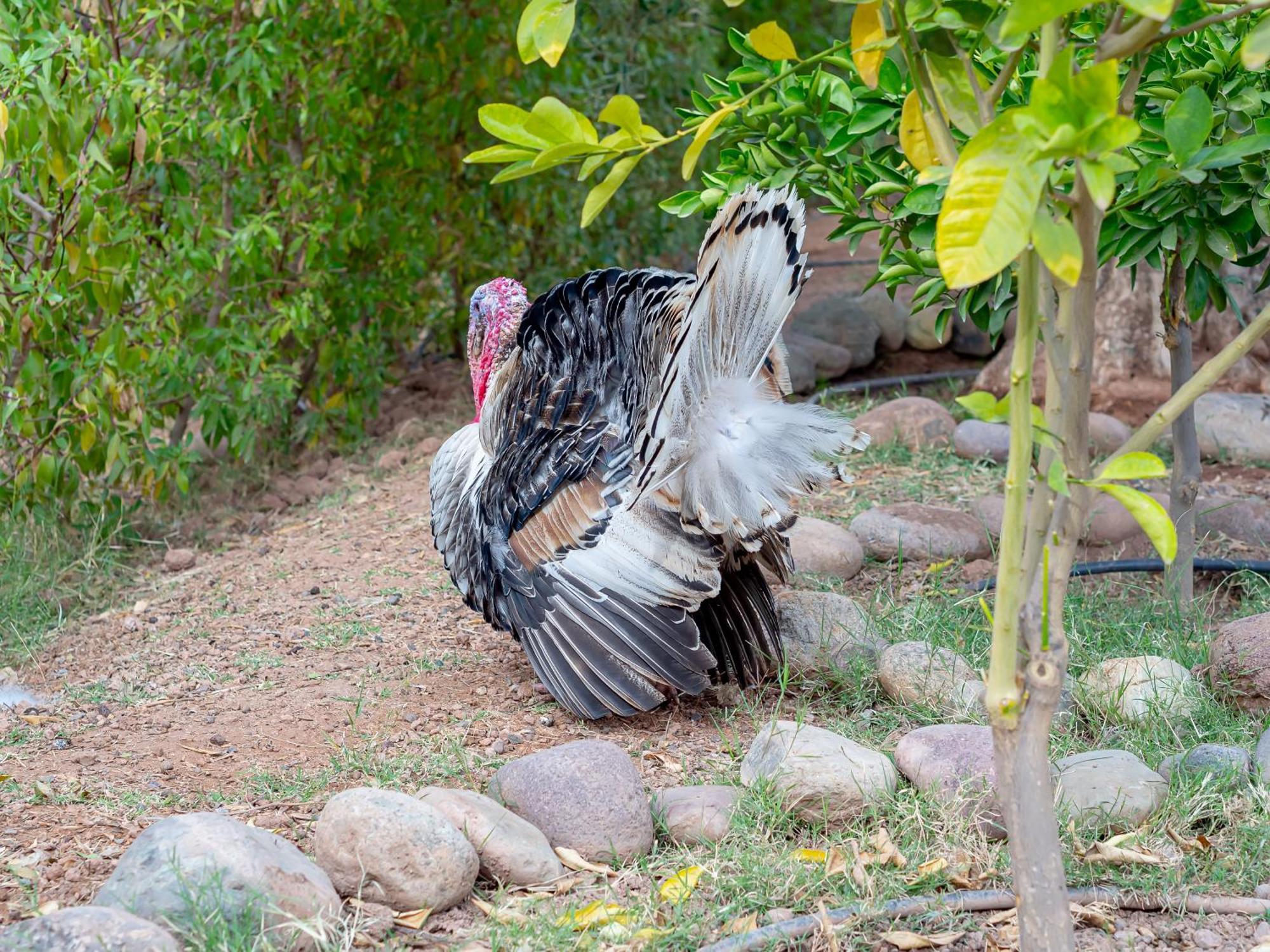 Ferme Sidi Safou & Spa Marrakesh Buitenkant foto