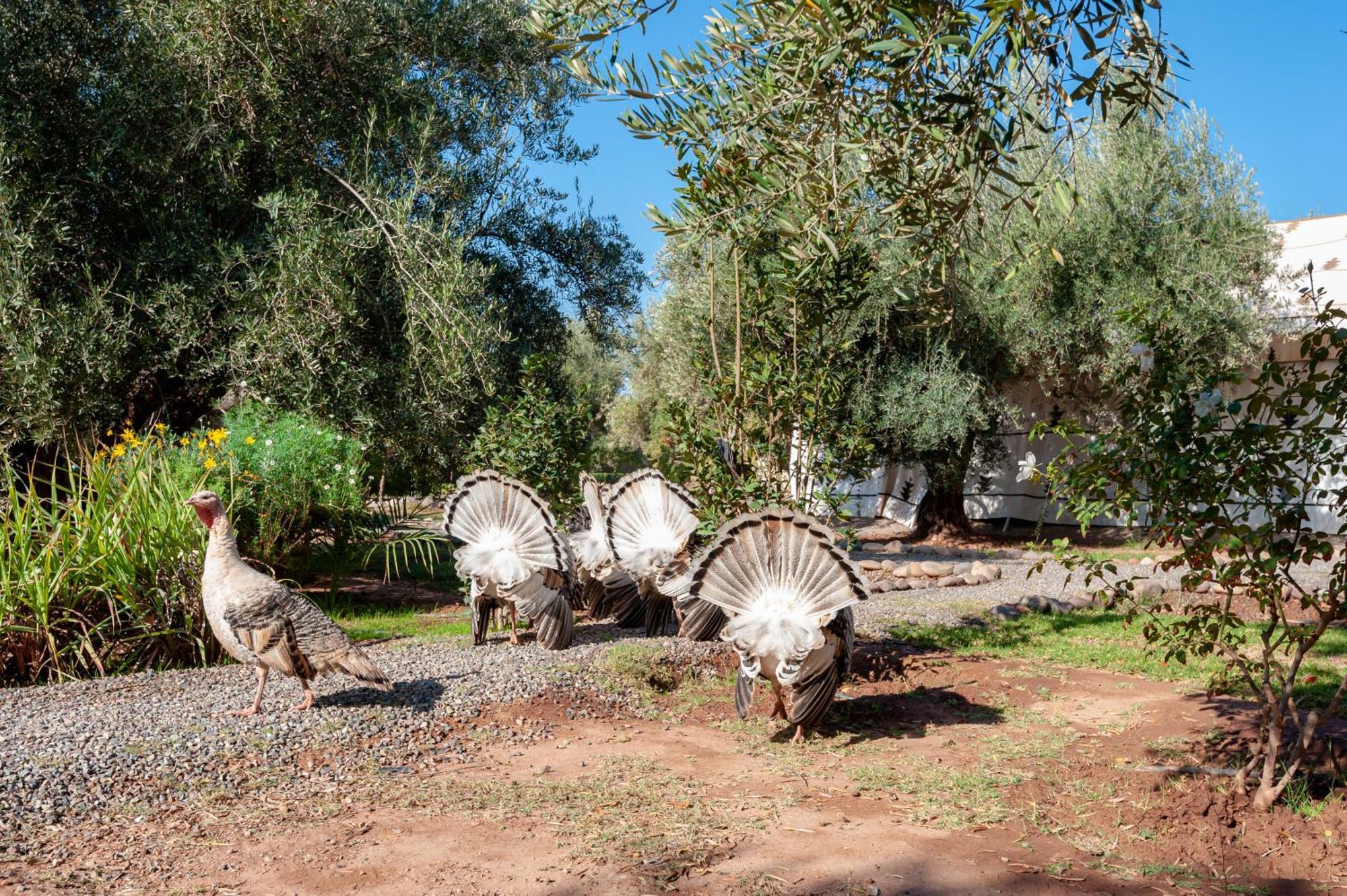 Ferme Sidi Safou & Spa Marrakesh Buitenkant foto