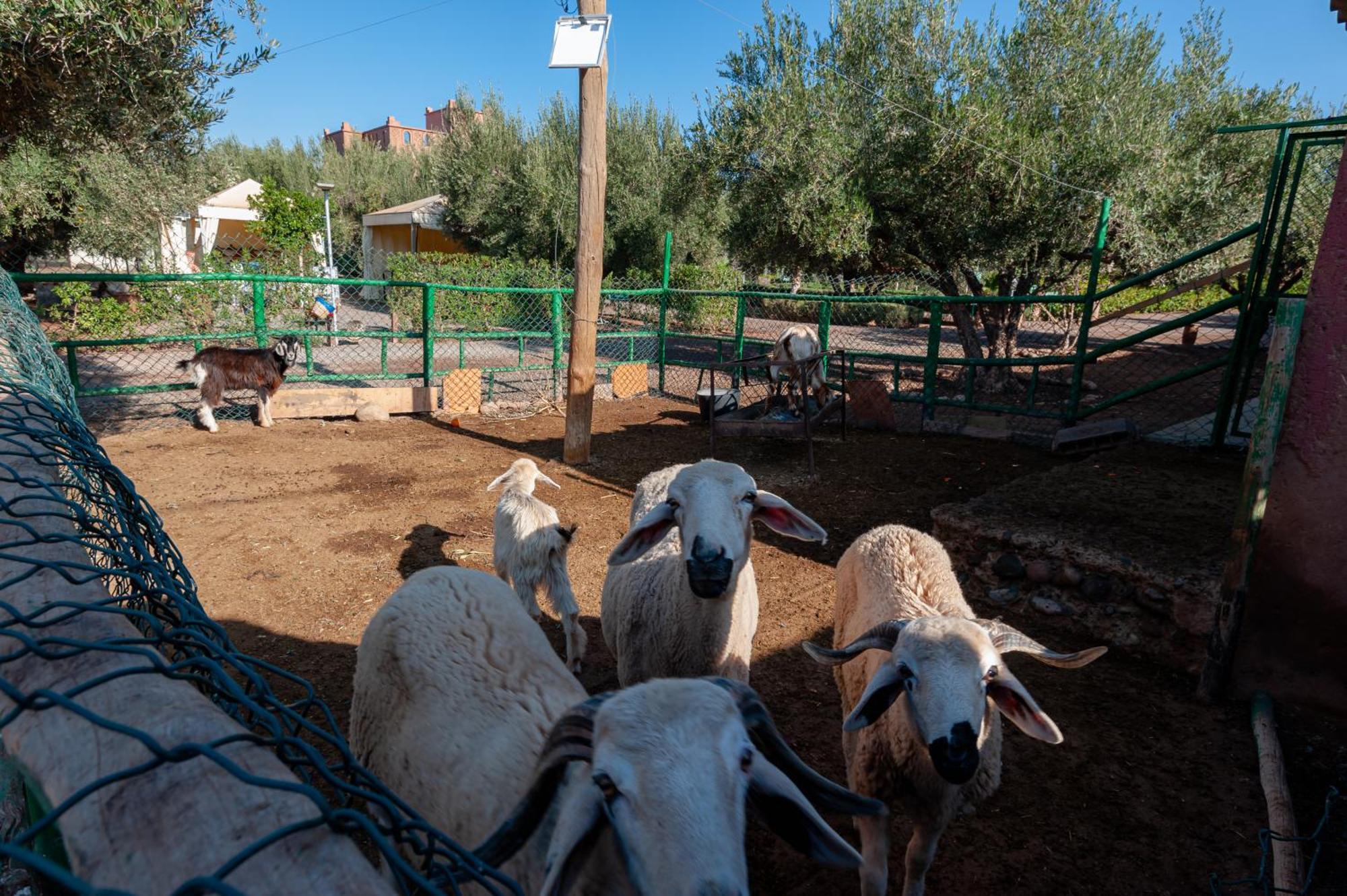 Ferme Sidi Safou & Spa Marrakesh Buitenkant foto