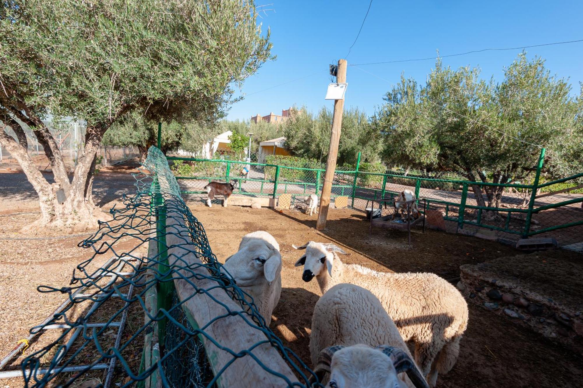 Ferme Sidi Safou & Spa Marrakesh Buitenkant foto