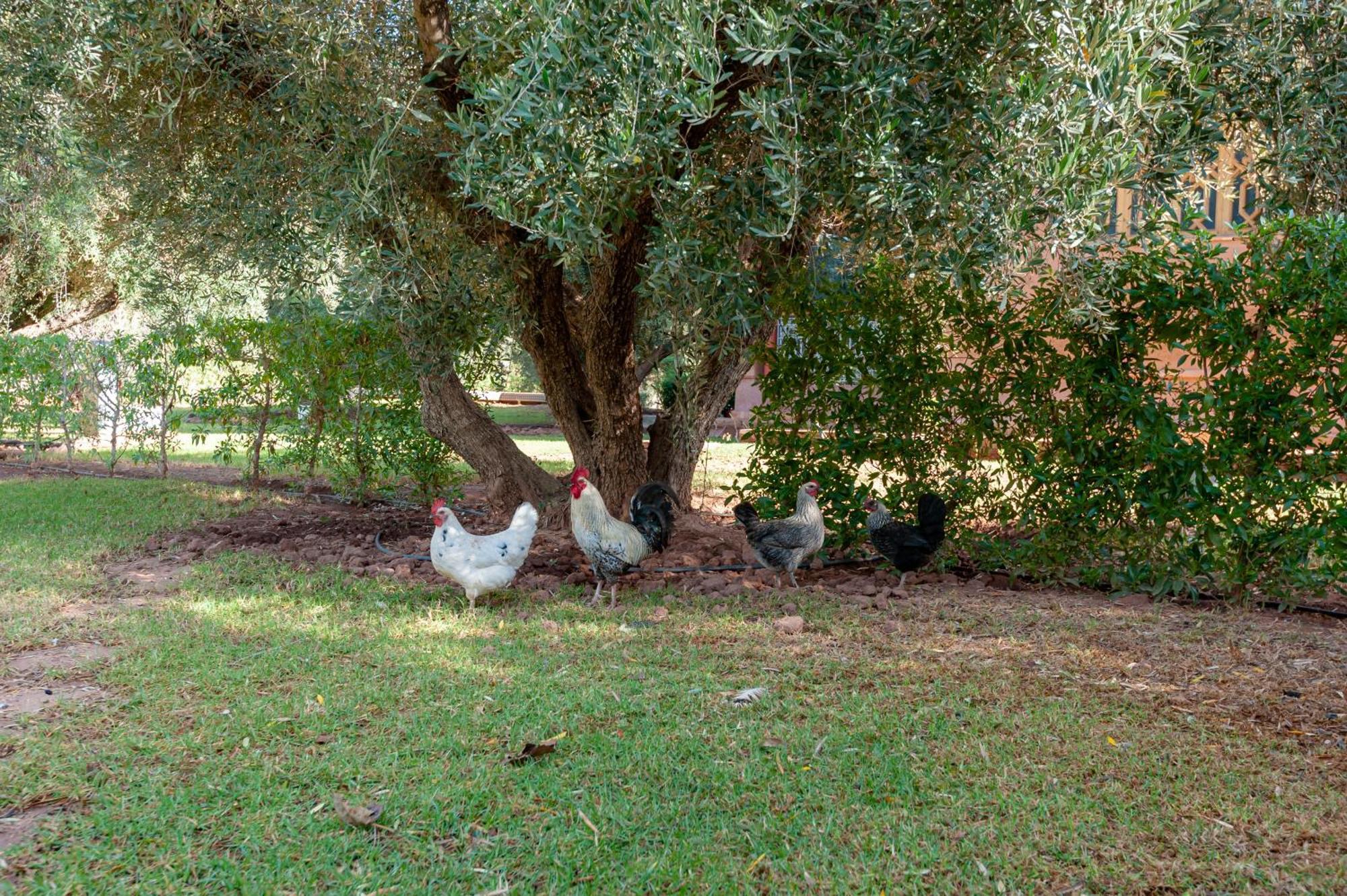 Ferme Sidi Safou & Spa Marrakesh Buitenkant foto